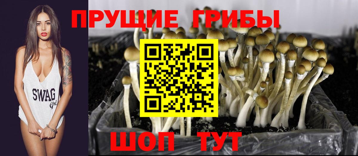Галлюциногенные грибы Psilocybe Владикавказ